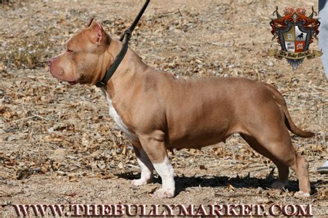 Standard Bully Breed