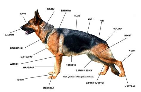 standard german shepherd