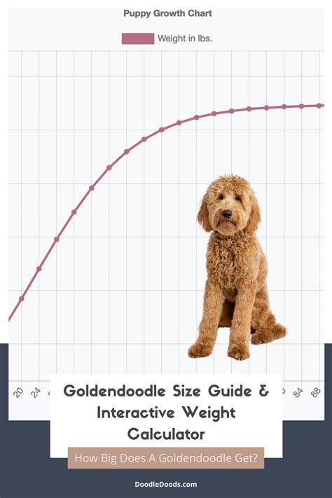 Standard Goldendoodle Average Weight
