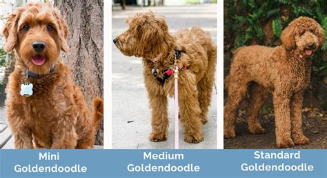Standard Goldendoodle Vs Mini