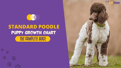 Standard Poodle Average Weight