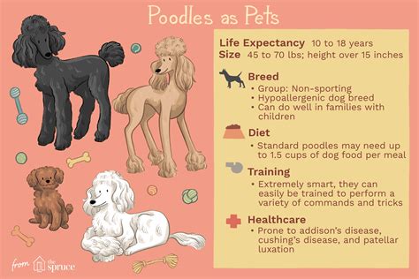 Standard Poodle Characteristics