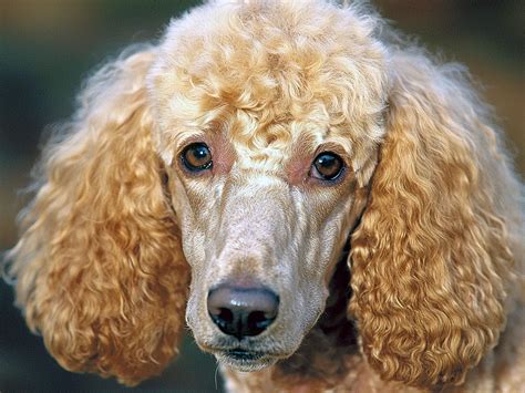 Standard Poodle Coat