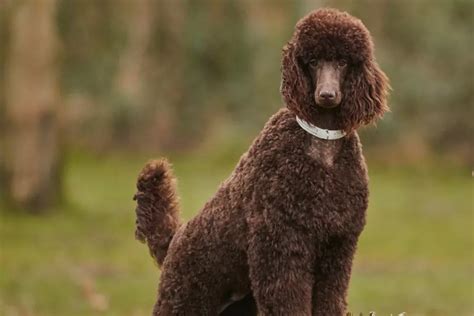 Standard Poodle Disposition