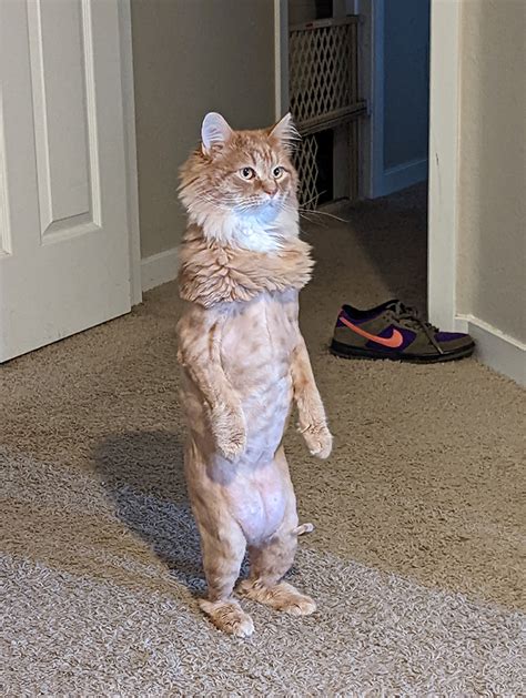Standing Cat