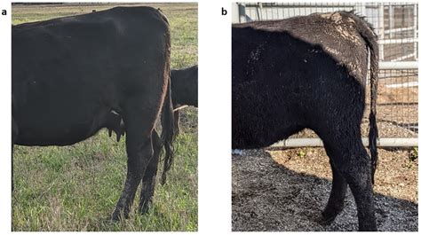 Standing Estrus Definition