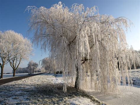 Standing Next To Frozen Willow Tree