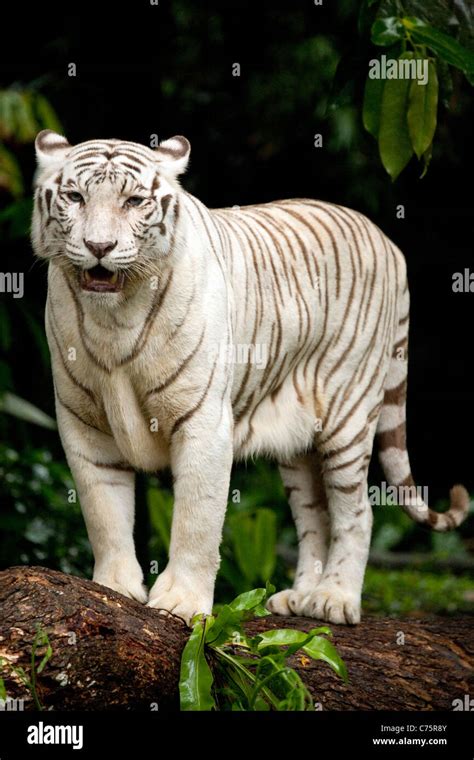 standing white tiger