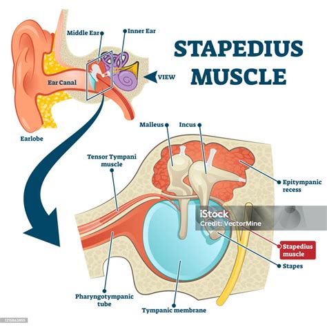 Stapes Definition Ear