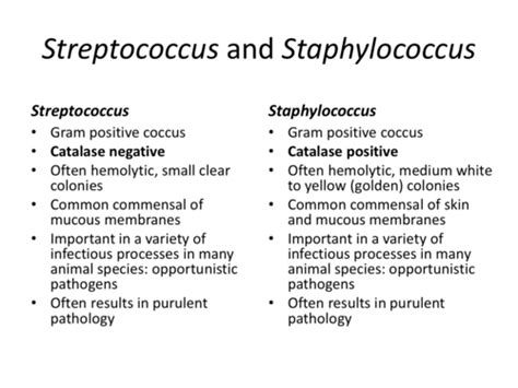 Unravel the Battle: A Comprehensive Staph vs Strep Infection Guide