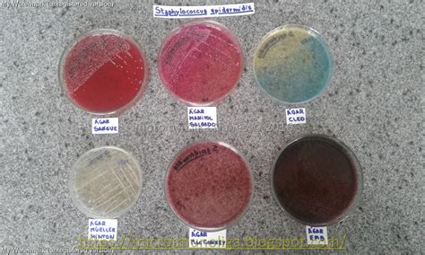 staphylococcus epidermidis emb agar