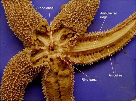 starfish dorsal surface function