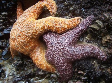 starfish reproduce sexually or asexually