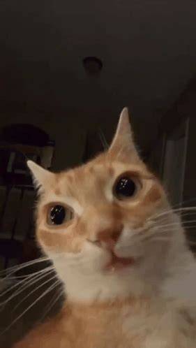 swgcat Staring Cat / Gusic in 2021 Dumb cats, Cats, Cute little animals