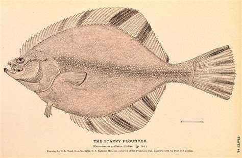 Starry Flounder Drawing
