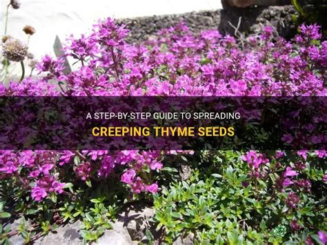 Start Creeping Thyme From Seed