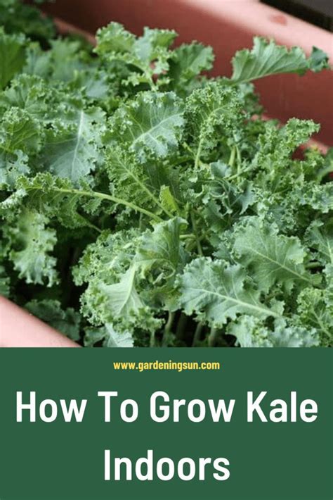 start kale indoors