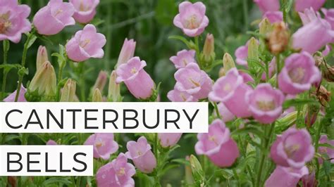 starting canterbury bells seeds indoors