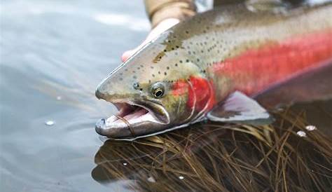 Salmon farming on the rise in Washington | Crosscut