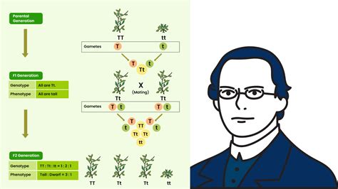 state clearly mendel's first and second laws of inheritance