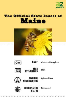 State Insect Of Maine