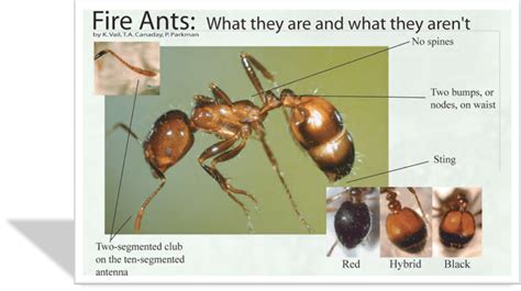 state of tennessee imported fire ant