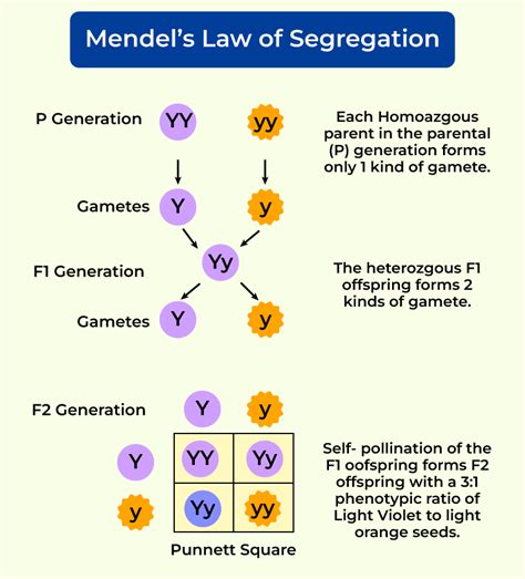 state the first and second law of inheritance