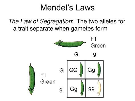 state the three laws of inheritance given by mendel