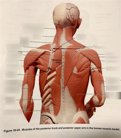 Static Anatomy Definition