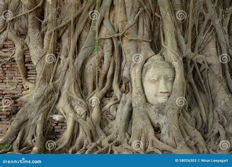Statue Root Meaning