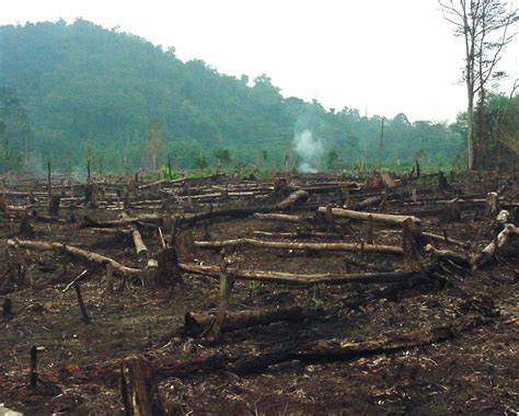 status of deforestation in the philippines