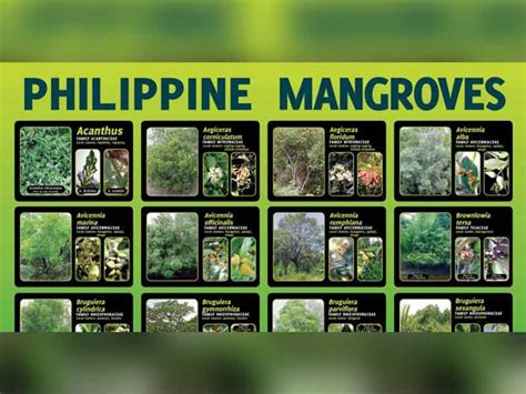 status of mangroves in the philippines