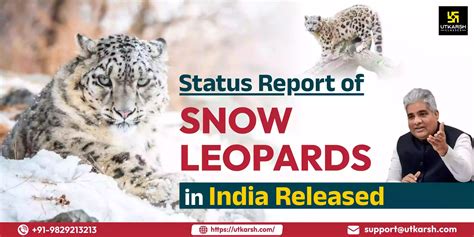 status of snow leopard in india