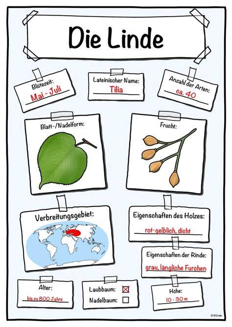 Bildmaterial und Erklärungen zu Tannenbaumarten Unterrichtsmaterial im Fach Biologie
