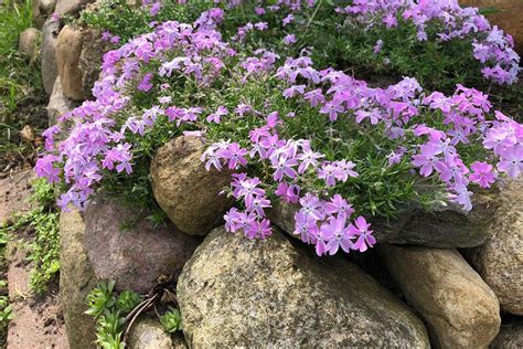 Teppich Schleierkraut (Gypsophila repens) für Deinen Garten!
