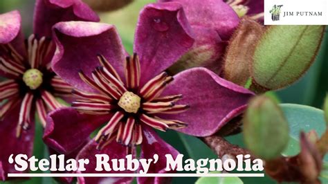 stella ruby magnolia tree