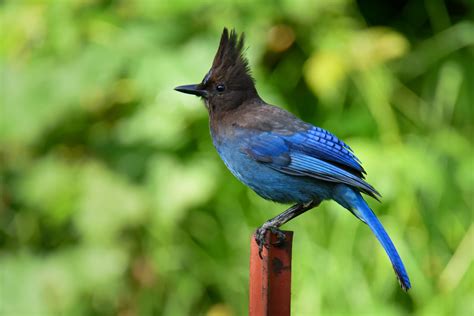 stellar blue jay bird