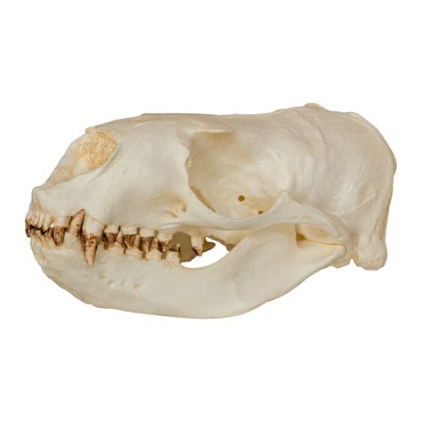 steller sea lion skull