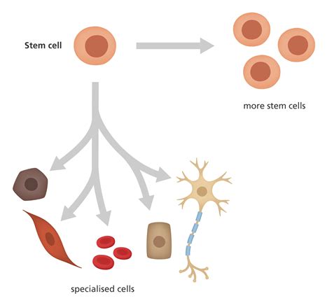 stem cells in the brain