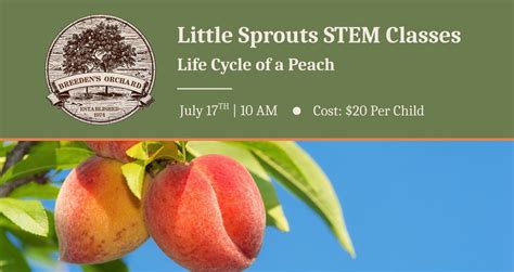 Stem For Little Sprouts