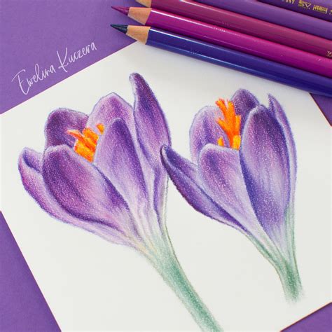 How to Draw Tulips with Colored Pencils Easy Step by Step