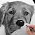 step by step how to draw a realistic dog