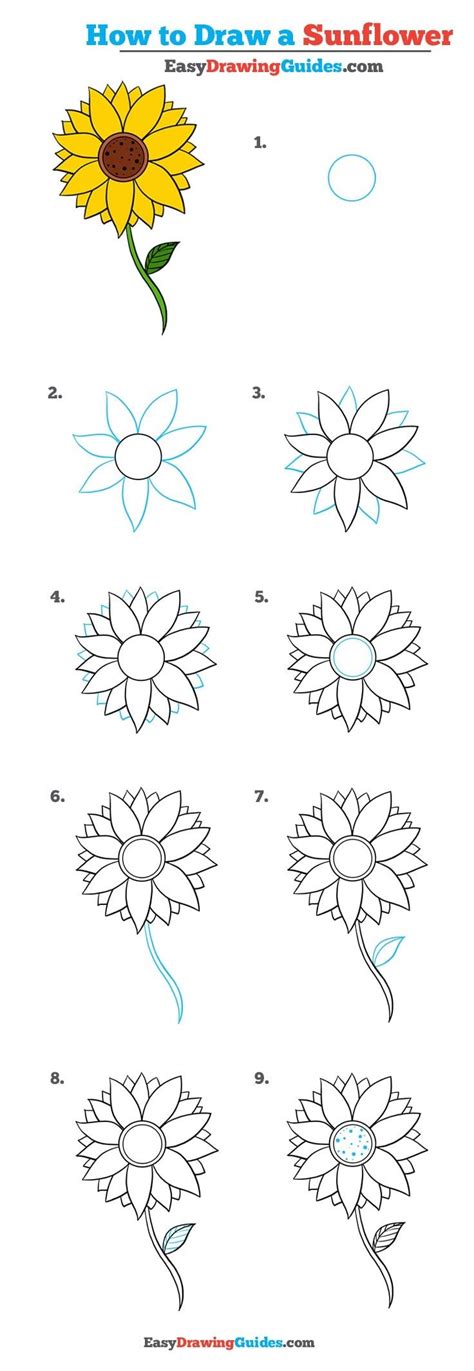How To Draw A Sunflower SCYAP