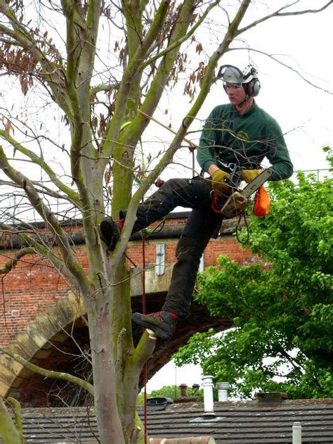 stephen brisson's tree service