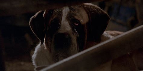 stephen king cujo animal