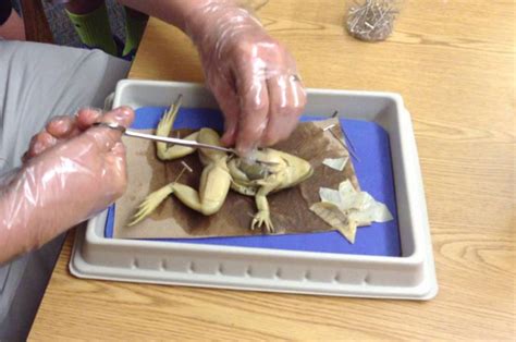 Steps For Frog Dissection