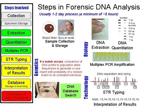 steps in forensic dna analysis