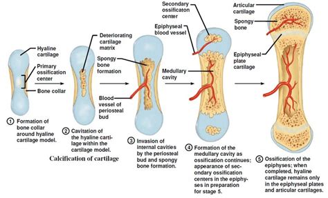 Steps Of Endochondral Ossification In Order