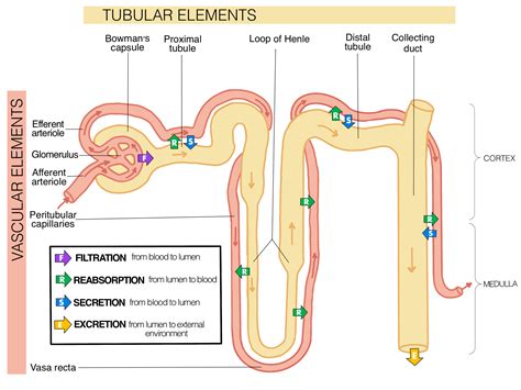 Steps Of Renal Filtration