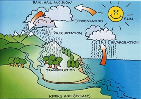 steps of the water cycle 5th grade